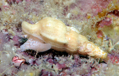 Tritonoharpa antiquata