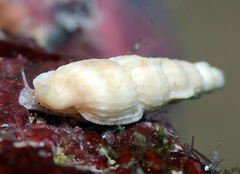 Tritonoharpa antiquata