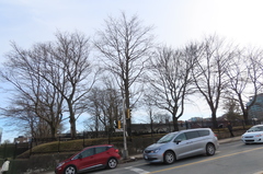 Acer platanoides