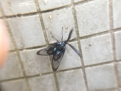 Zama nigrigemma
