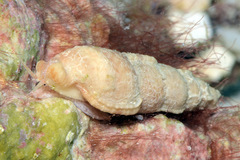 Tritonoharpa antiquata