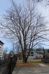 Acer platanoides