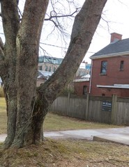 Acer platanoides