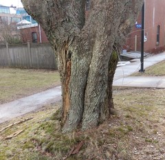 Acer platanoides