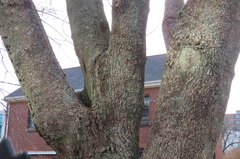 Acer platanoides