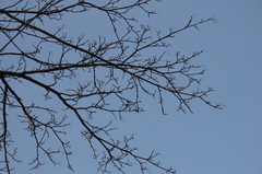 Acer platanoides