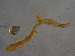 Astrorhizida