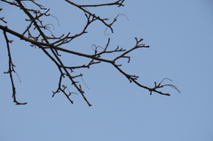 Acer platanoides