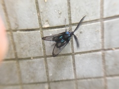 Zama nigrigemma