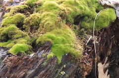Bryophyta