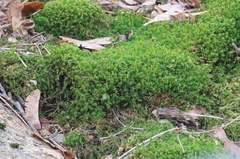 Bryophyta