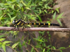 Macrogomphus parallelogramma
