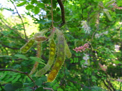 Mimosa distachya