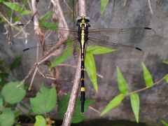 Macrogomphus parallelogramma