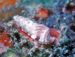 Tritonoharpa antiquata