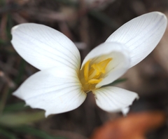 Crocus nevadensis