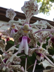 Vanda tricolor suavis