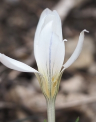 Crocus nevadensis