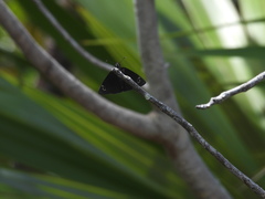 Ephyriades brunnea floridensis