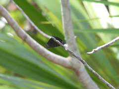 Ephyriades brunnea floridensis