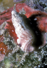 Tritonoharpa antiquata