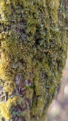 Coenogonium interplexum