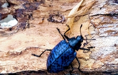 Cypherotylus californicus