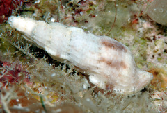 Tritonoharpa antiquata