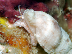 Tritonoharpa antiquata