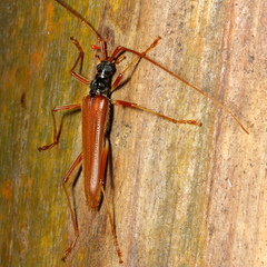 Novantinoe