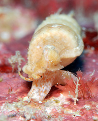 Tritonoharpa antiquata