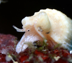 Tritonoharpa antiquata