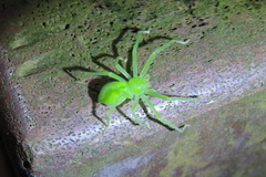 Gnathopalystes taiwanensis