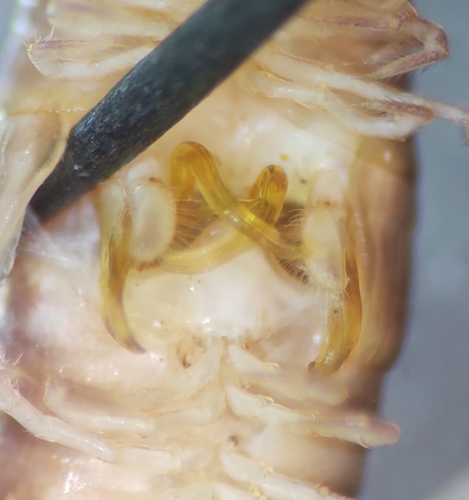 Oriulus venustus photo 2