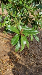 Quercus pinnativenulosa