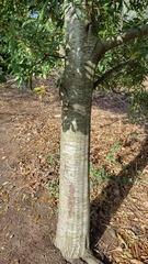 Quercus pinnativenulosa