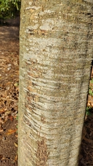 Quercus pinnativenulosa