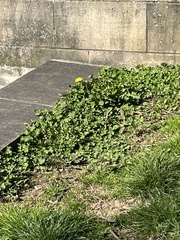 Taraxacum officinale