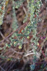 Artemisia campestris maritima