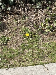 Taraxacum officinale