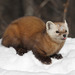 American Marten - Photo (c) SolidElectronics, some rights reserved (CC BY-NC)