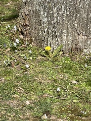Taraxacum officinale