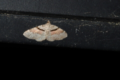 Xanthorhoe packardata