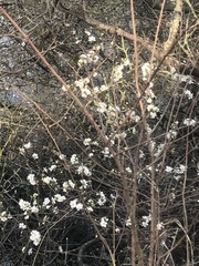 Prunus