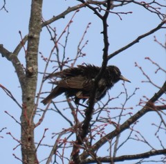 Sturnus vulgaris