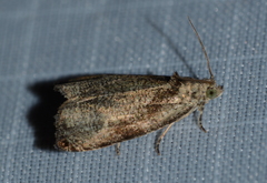 Olethreutes exoletum