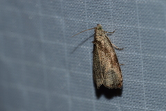 Olethreutes exoletum