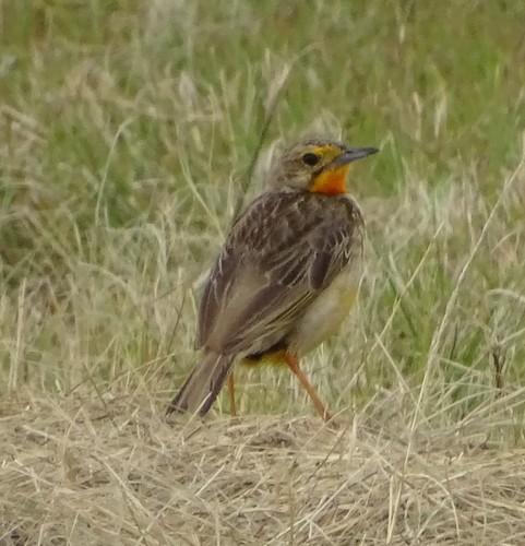 Cape Longclaw (Macronyx capensis), photo 5