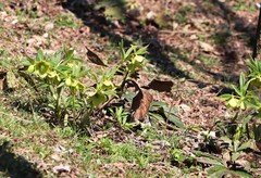Helleborus odorus