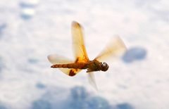 Hydrobasileus croceus